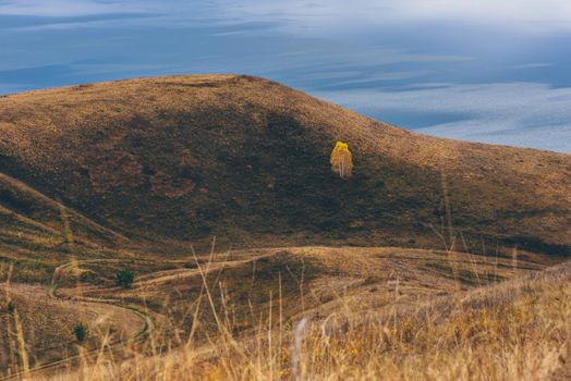 Lonely birch tree with yellow foliage on the hillside. Blue lake on background.