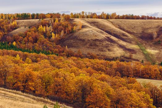 Autumnal forest on the hillside at overcast day