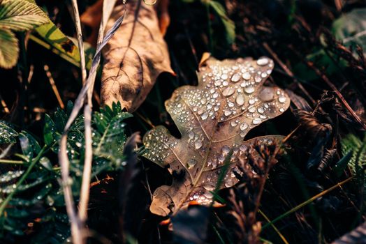 Fallen oak leaf with drops on surface after rain