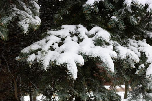 Christmas Fir branch in snow close up. Snow fir branch in forest. Road in the snow winter forest. Russian winter landscape. Christmas snow tree branch. Space for your text.