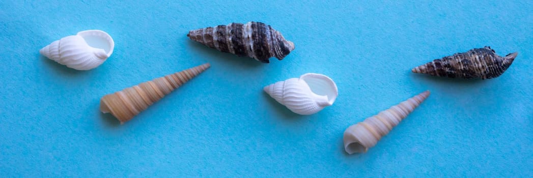 Panorama of sea shells on a blue background.