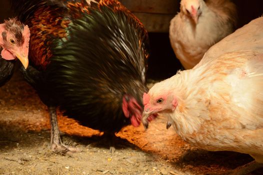 A closeup of the chickens feeding from inside their housing coop.