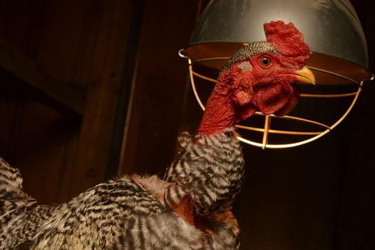 A closeup of a domestic Turken inside the chicken coop.