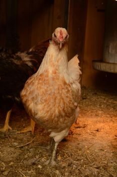 A full body view of a regular white barnyard chicken inside the coop.