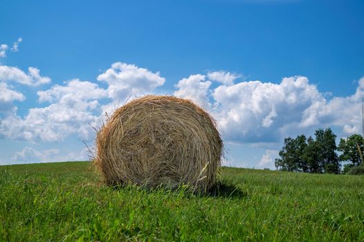 Grass hay in a green grassy land or pasture with trees in summer in a low angle view under a cloudy blue sky in an agricultural landscape