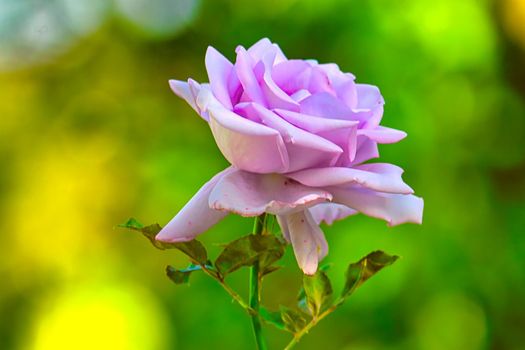 Wild rose blooming flower with green leaf in the garden.