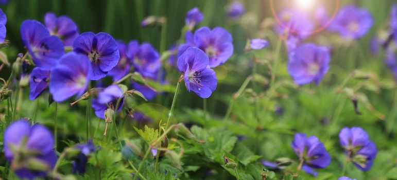 Wilde flowers sunny summer day with sunray. Close up summer filed with bright blue violet purple gardern wild flowers