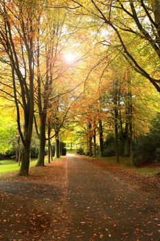 Autumn park, sunny day, sunbeam through trees branches. Vertical