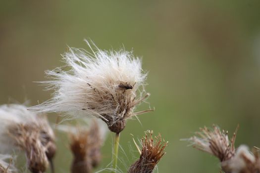 Close-up of a fly on a withered thistle against a green blurred background