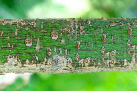 A piece of green tree branch is shown in close-up with roughness on the surface
