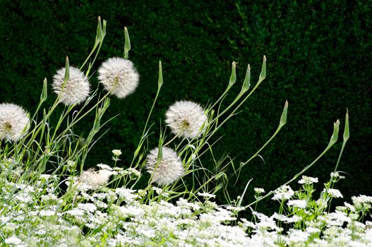 In summer, fluffy dandelions ripened in the open air in the meadow.Texture or background