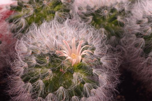 Flowering of the fluffy cactus Espostoa, close-up