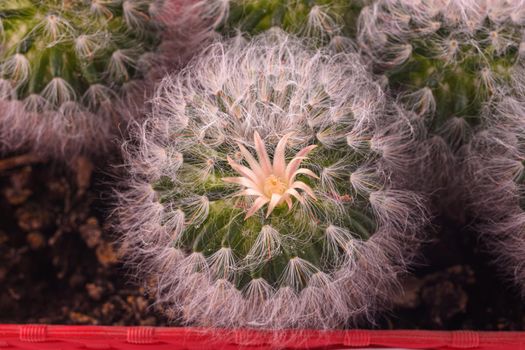 Flower close-up of fluffy cactus Espostoa, top view