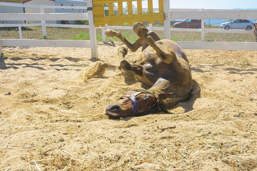 Horse rides on its back on the sand in the paddock