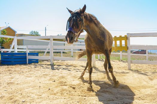 The horse got to its feet after lying on its back in the sand