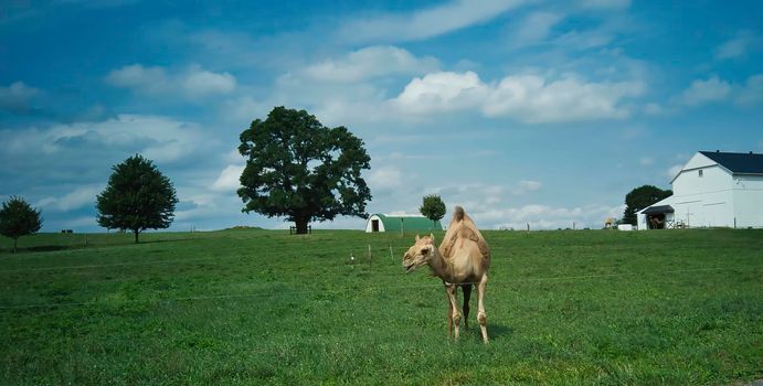 A Camel in the Middle of Pennsylvania Farm Lands on a Sunny Summer Day