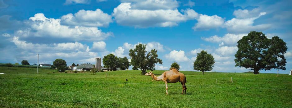 A Camel in the Middle of Pennsylvania Farm Lands on a Sunny Summer Day