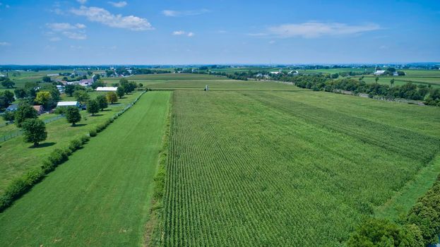 Aerial View for Rows of Corn Growing and Farms under a Beautiful Summer Sky