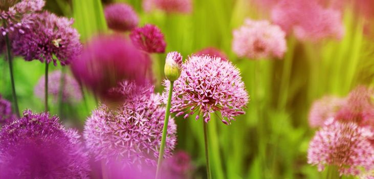 beautiful background with violet flowers. Sunny day. Selection, cultivation of alliums