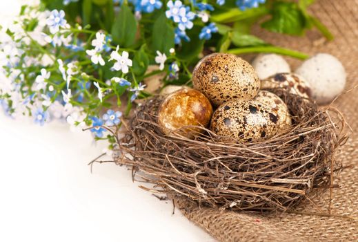 Nest with eggs and forget-me-nots on a cloth on a white background