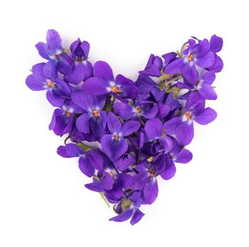 Green leaf and flowers of Wood violet Viola odorata isolated on white background. Medicinal and garden plant