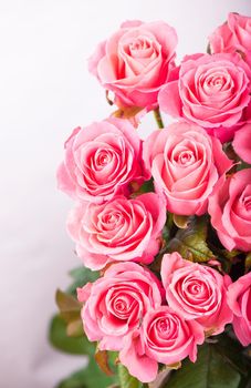 Pink roses isolated on white background