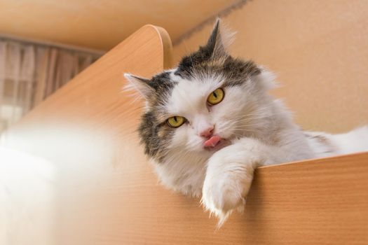 Beautiful cat with yellow eyes stuck out her tongue while lying on the bed in the room