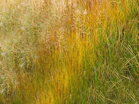 Tall grass in a field on a sunny day close-up.Texture or background