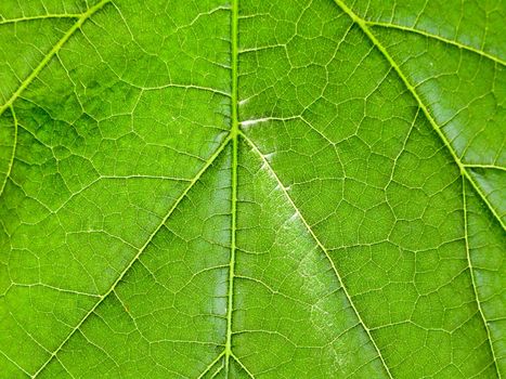 Green open leaf close - up in the open air.Texture or background
