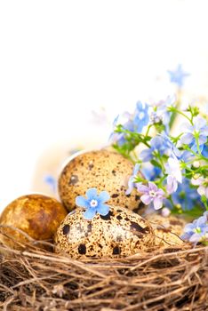 Nest with eggs and forget-me-nots on a white background