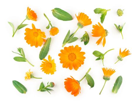 Calendula. Marigold flower isolated on white background with copy space for your text. Top view