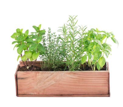 Fresh green kitchen herbs isolated over white background.