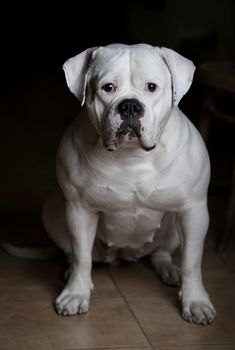 Closeup of beautiful american bulldog over black background