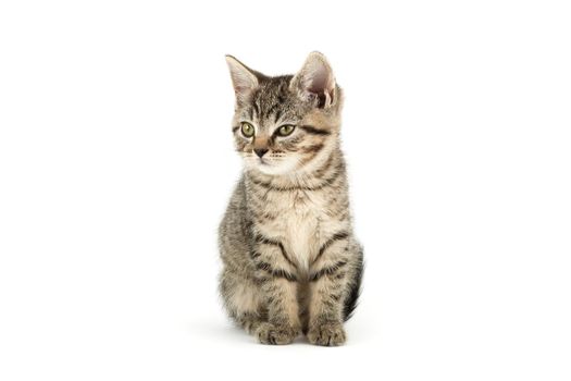 Little tabby (European Shorthair) kitten isolated on white background.