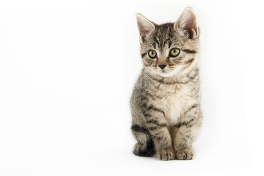 Little tabby (European Shorthair) kitten isolated on white background.