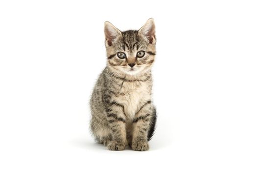 Little tabby (European Shorthair) kitten isolated on white background.