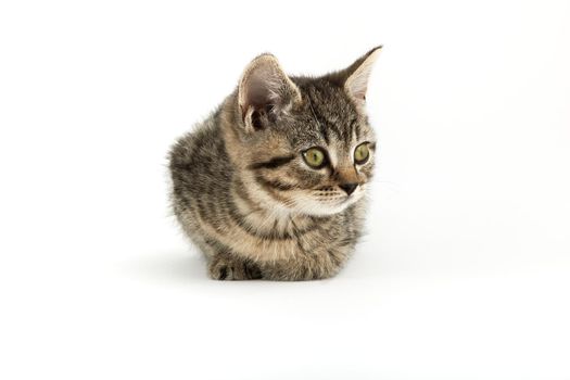 Little tabby (European Shorthair) kitten isolated on white background.