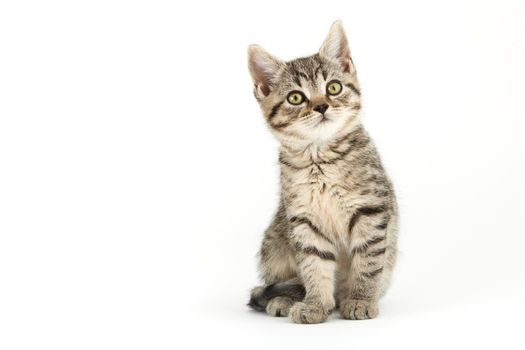 Little tabby (European Shorthair) kitten isolated on white background.