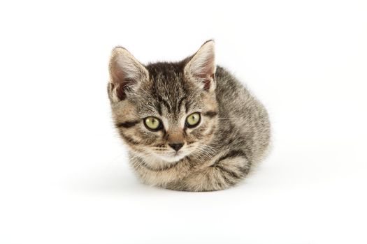 Little tabby (European Shorthair) kitten isolated on white background.