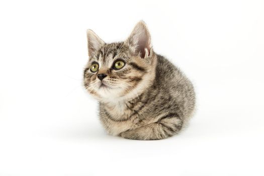 Little tabby (European Shorthair) kitten isolated on white background.