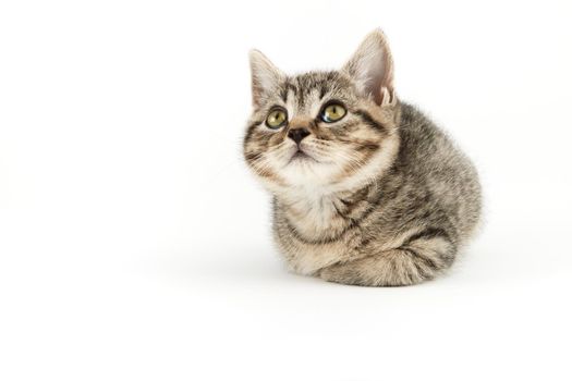 Little tabby (European Shorthair) kitten isolated on white background.