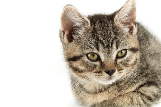 Little tabby (European Shorthair) kitten isolated on white background.