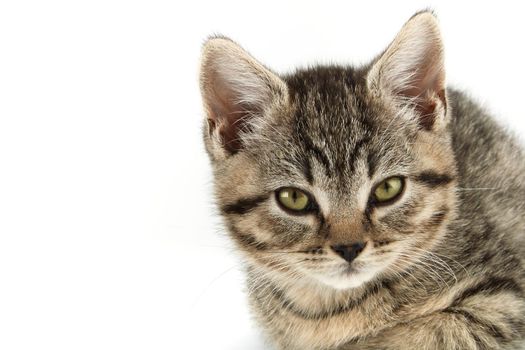 Little tabby (European Shorthair) kitten isolated on white background.