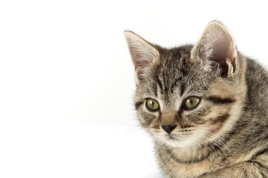 Little tabby (European Shorthair) kitten isolated on white background.