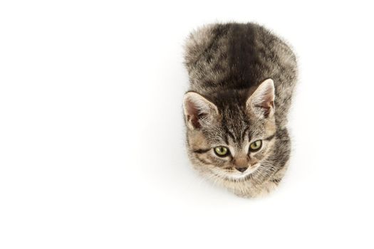 Little tabby (European Shorthair) kitten isolated on white background.