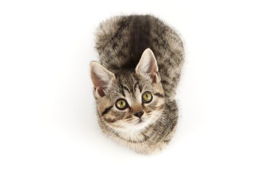 Little tabby (European Shorthair) kitten isolated on white background.