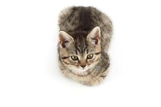 Little tabby (European Shorthair) kitten isolated on white background.