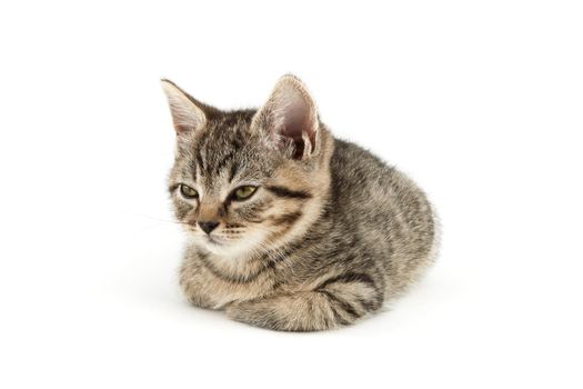 Little tabby (European Shorthair) kitten isolated on white background.