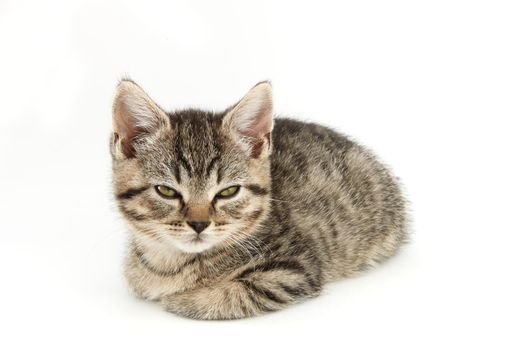 Little tabby (European Shorthair) kitten isolated on white background.