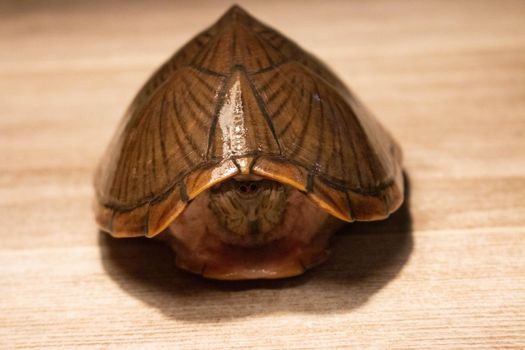 an adult female razorback musk turtle. High quality photo